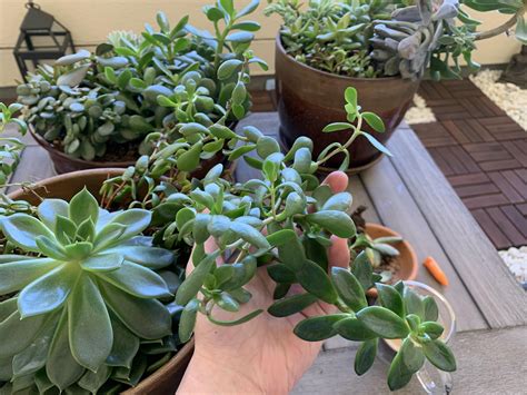 What are these creeping succulents? Dumped them in a pot from Home Depot two years ago and let ...