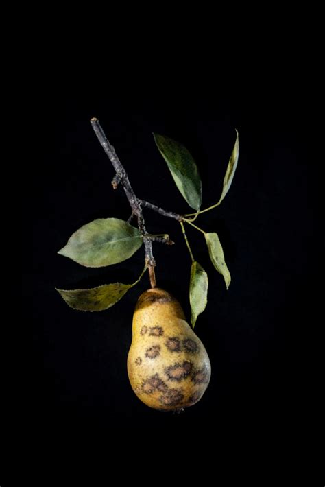 ‘Fruits in Decay’ on exhibit in Harvard’s Glass Flowers gallery – Harvard Gazette A Level Art ...