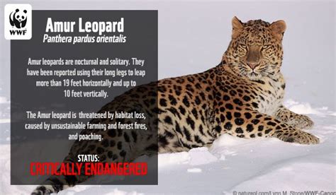 A fact card about amur leopards from the World Wildlife Federation ...