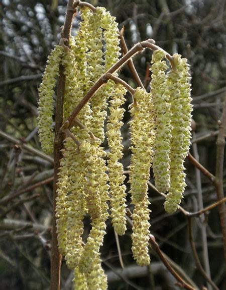 A Guide to Growing Your Own Hazelnuts