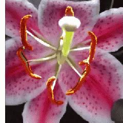 Lilies GIF - Lilies - Discover & Share GIFs