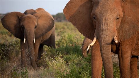 After Poaching Deaths, Elephants Rearrange Families - The New York Times