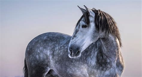 15 Spanish Horse Breeds and Their Role in Spanish Culture