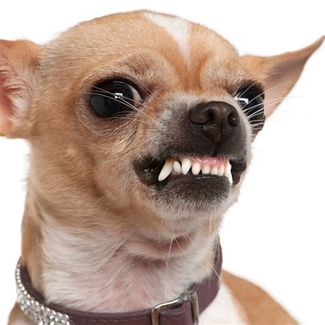 Royalty Free Chihuahua Dog Pictures, Images and Stock Photos - iStock