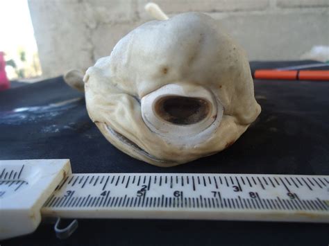 Cyclops of the Sea: Pictures of a One-Eyed Shark | Live Science