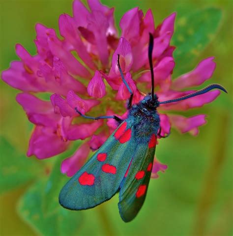 5 spot burnet moth by georgiepoolie | ePHOTOzine