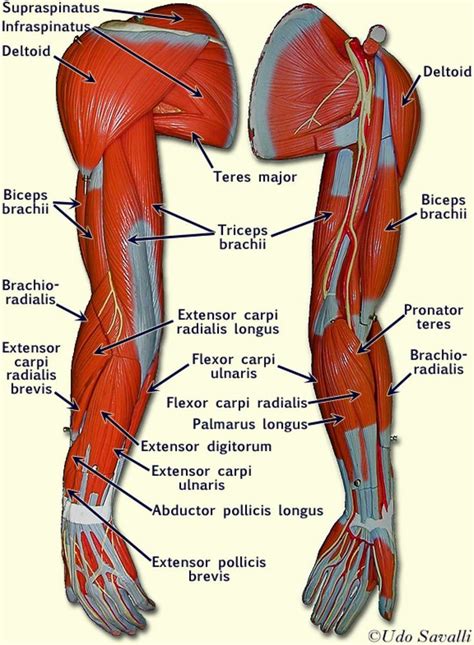 Related to Human Arm Muscles Anatomy | Human muscle anatomy, Arm muscle ...