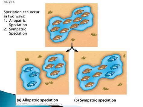 (a) Allopatric speciation