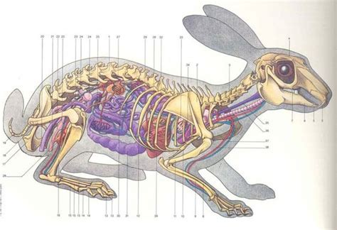 Understanding the Anatomy of Bunnies | Here Bunny