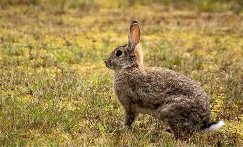 European Rabbit | The Animal Facts | Appearance, Diet, Habitat, Behavior