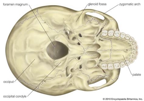 skull | Definition, Anatomy, & Function | Britannica