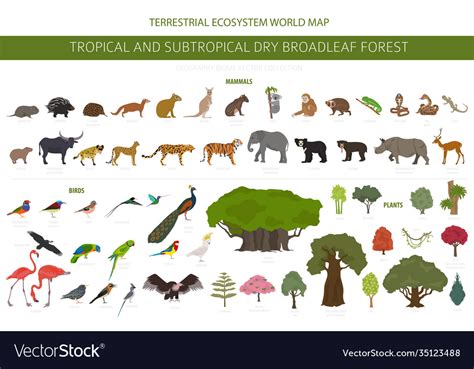 Tropical and subtropical dry broadleaf forest Vector Image