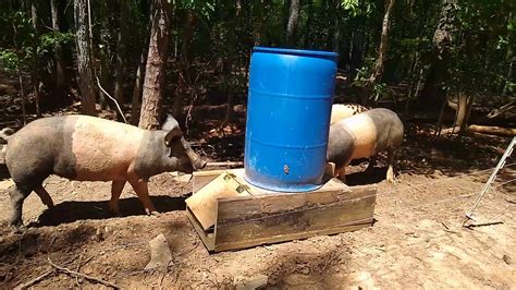 Automatic Feeder Pigs at Stephen Borrego blog