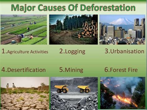 Deforestation- Its Causes and Impacts