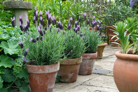 How To Grow Lavender (In Pictures) - gardenersworld.com - gardenersworld.com