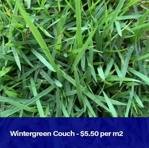 Wintergreen Couch – $5.50 per m2 – Lockyer Lawns