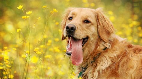 Spring Dogs Wallpapers - Top Free Spring Dogs Backgrounds - WallpaperAccess