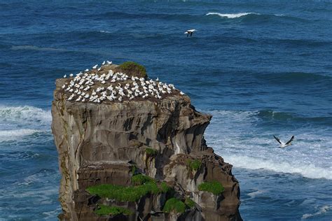 Muriwai Gannet Colony Photograph by Chun Ju Wu - Fine Art America