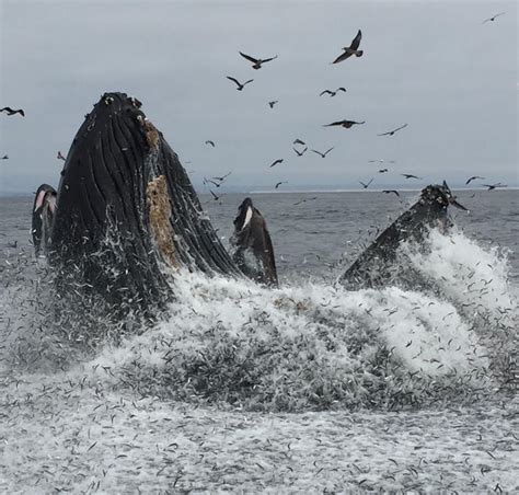 Whale Watching in California, Avila Beach, Pismo Beach and San Luis ...