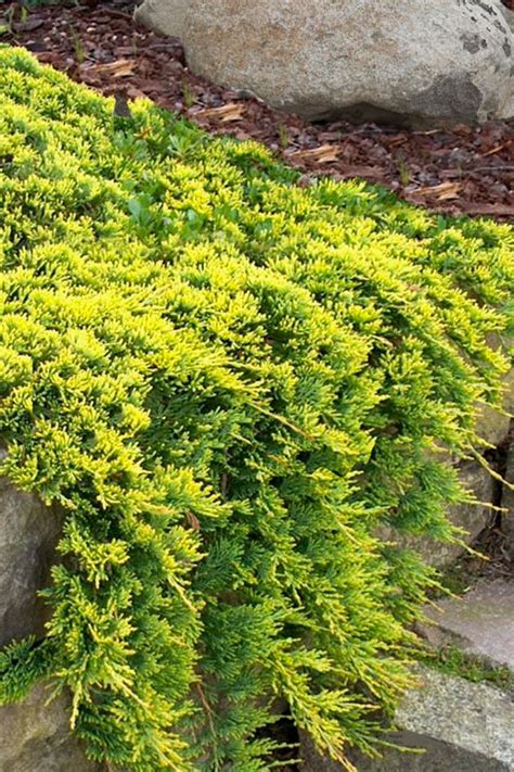 Buy Golden Carpet Juniper | FREE SHIPPING | Wilson Bros Gardens | 1 Gallon Pot for sale online ...