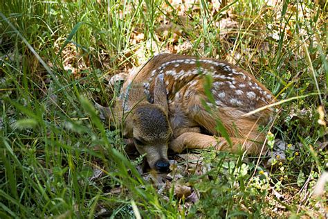 Baby Deer Sleeping Stock Photos, Pictures & Royalty-Free Images - iStock