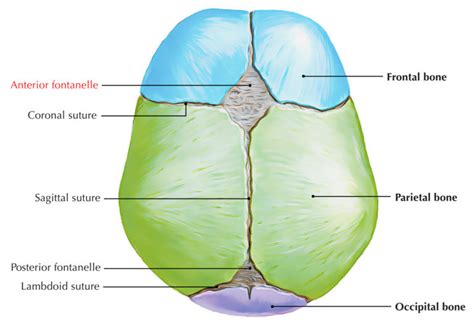 Anterior Fontanelle – Earth's Lab