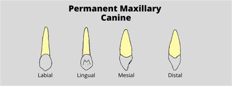 Permanent Maxillary Canine | Dental Education Hub