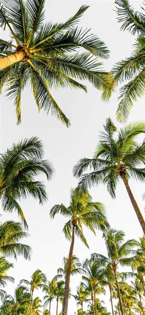 low angle photography of palm trees iPhone 11 Wallpapers Free Download