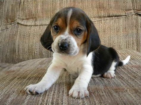 Basset Beagle Mix Puppies For Sale | Beagle mix puppies, Basset hound mix, Beagle mix