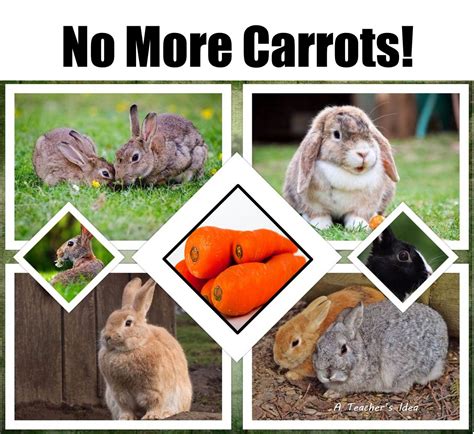 A Teacher's Idea: Rabbits Do Not Eat Only Carrots