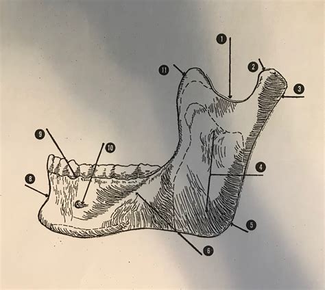 Mandible Anatomy Diagram | Quizlet