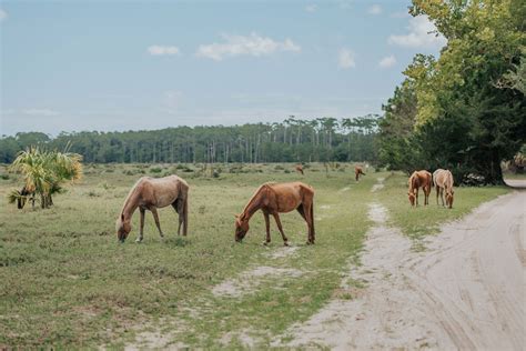 Cumberland Island's Wild & Wonderful Ecology | Explore Georgia