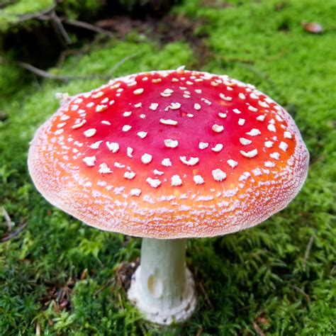 Amanita Muscaria Free Stock Photo - Public Domain Pictures