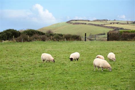 The Ins and Outs of Pasture Rotation for Healthy Sustainability