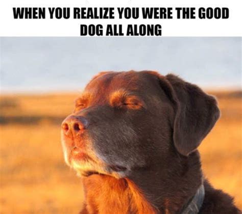 100 Dog Memes That Will Keep You Laughing For Hours