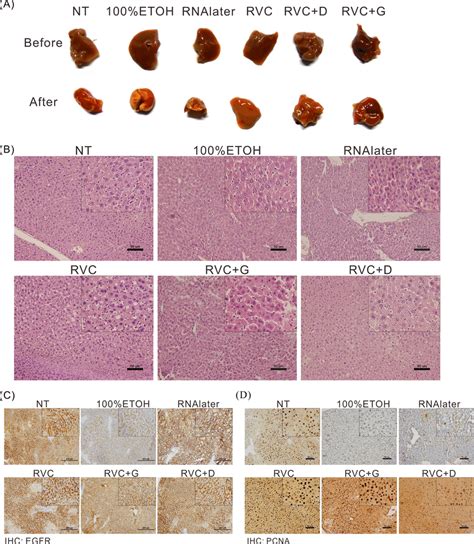 RVC does not affect tissue morphology or the expression and... | Download Scientific Diagram