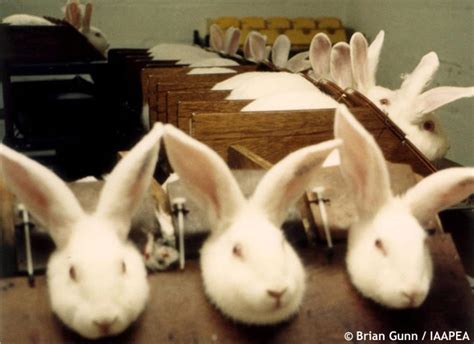 The "Necessity" of Cosmetic Animal Testing | Saving Earth ...