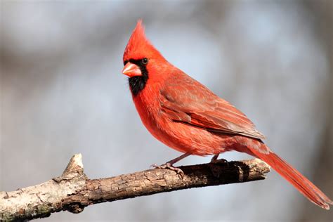 Male Cardinal bird birds art print photo art wall by Ziggysphotos