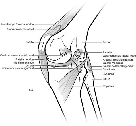 Patella Bone Diagram