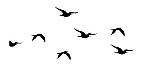 Download Clip art - Seagull Silhouette PNG Clip Art Image png download ...