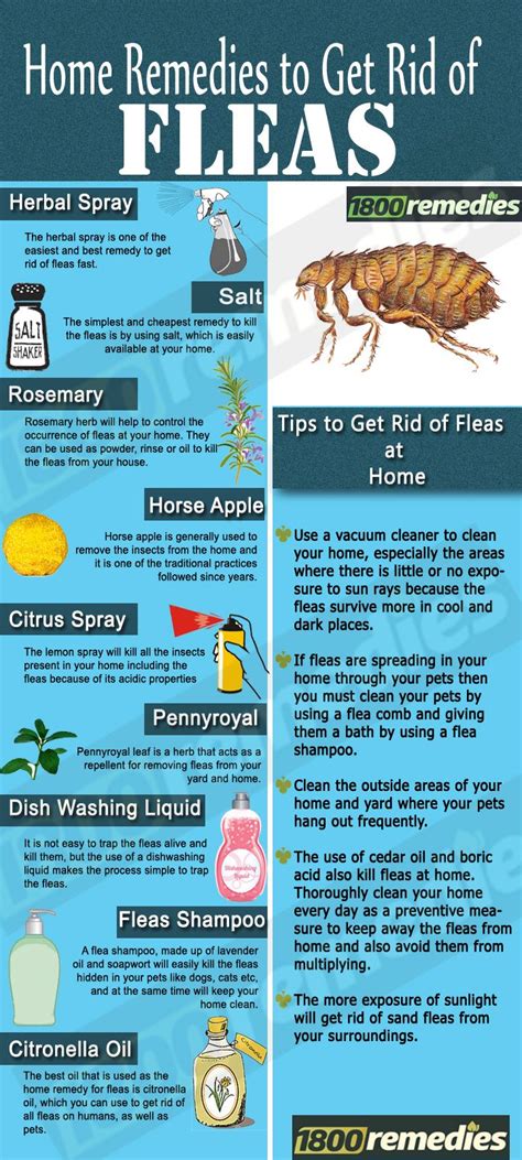 How To Get Rid Of Fleas In Your Bed Frame – FutonAdvisors