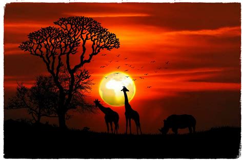 sunset | giraffe, africa wildlife, cryptocurrency, sunset si… | Flickr