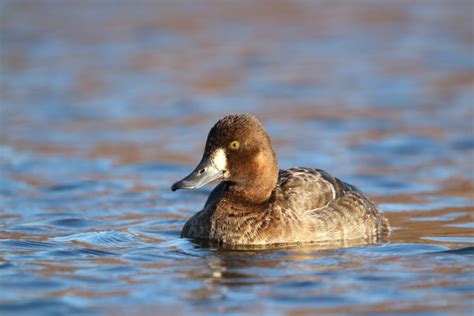 Winter Ducks at Russell Creek Park