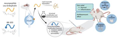 Opioid Analogue for Pain Relief and Antidepressant Effects | Laboratory of Targeted Drug ...