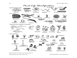 Microorganisms In Pond Water Under Microscope