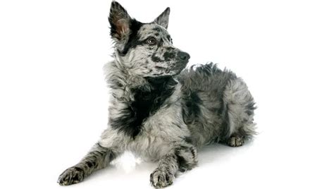 Mudi Dog Breed Information & Characteristics