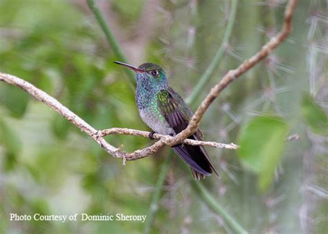 Endangered Hummingbird Photos. Photos of threatened hummingbirds.