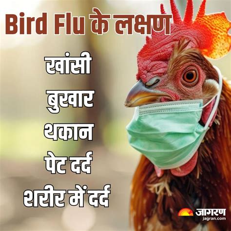 भारत में मिला H9N2 बर्ड फ्लू का दूसरा मामला, मैक्सिको में इसी वायरस से गई थी पहली बार किसी ...