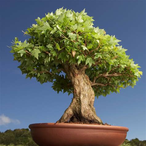 Indoor Bonsai Tree Lifespan | How Long Do Bonsai Trees Live