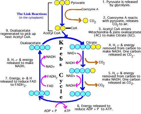 Krebs Cycle